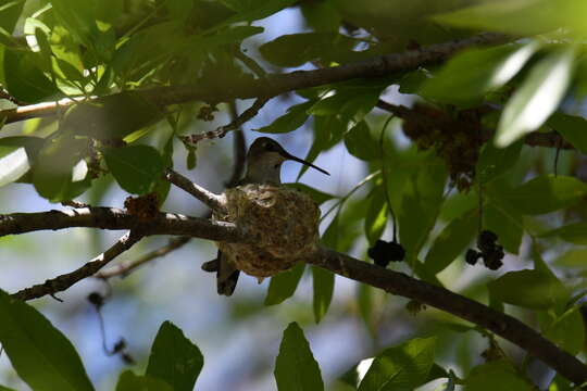 Image of Black-chinned Hummingbird