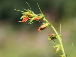 Image de Ipomopsis rubra (L.) Wherry