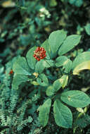 Panax quinquefolius L. resmi