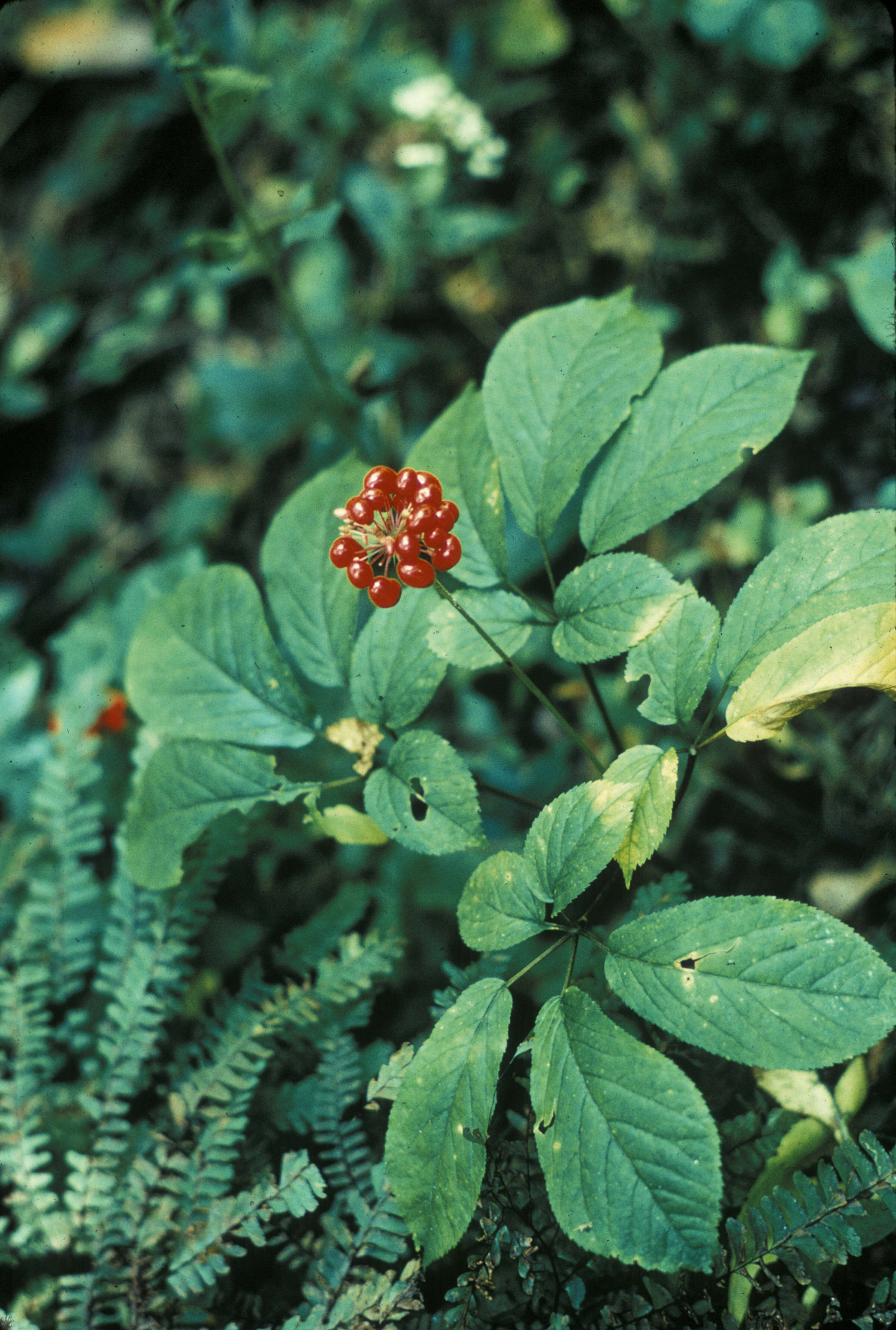 Panax quinquefolius L. resmi