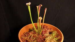 Image of crimson pitcherplant