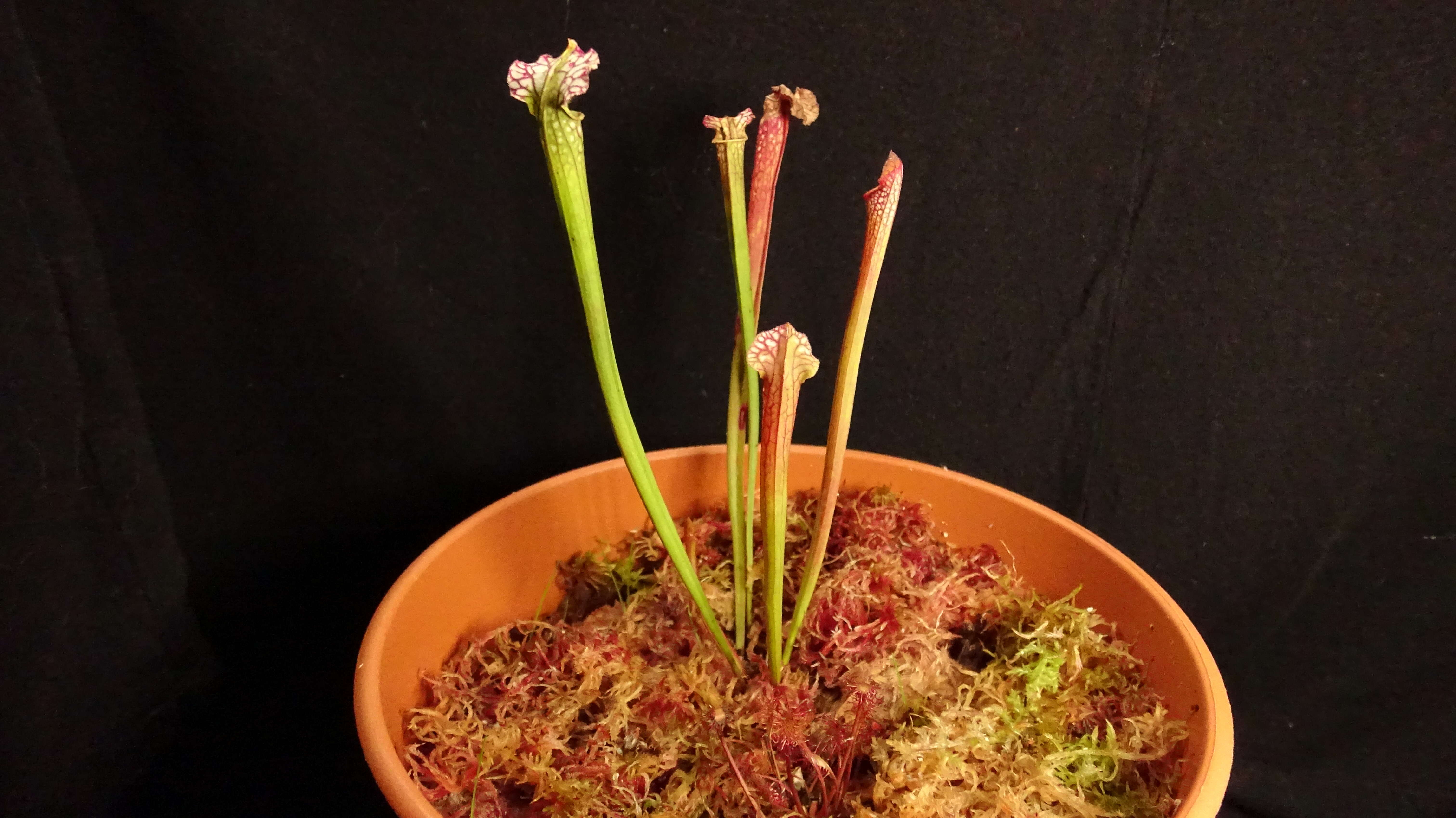 Image of crimson pitcherplant