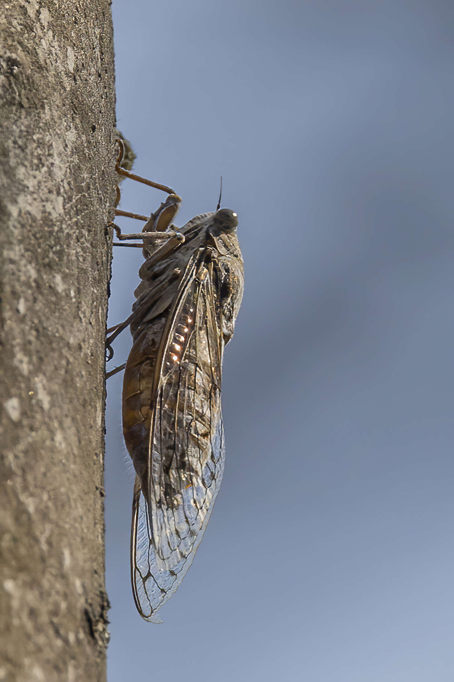 Image of Cicada orni Linnaeus 1758