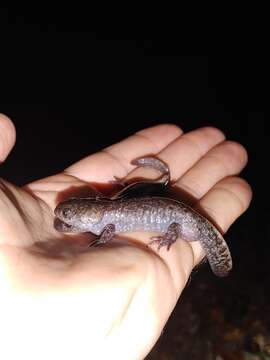 Image of Mole Salamander