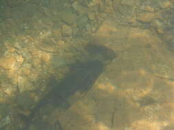 Image of Barred Tiger Salamander