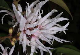 صورة Loropetalum