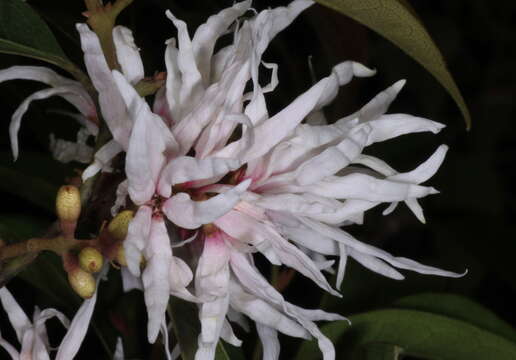 صورة Loropetalum