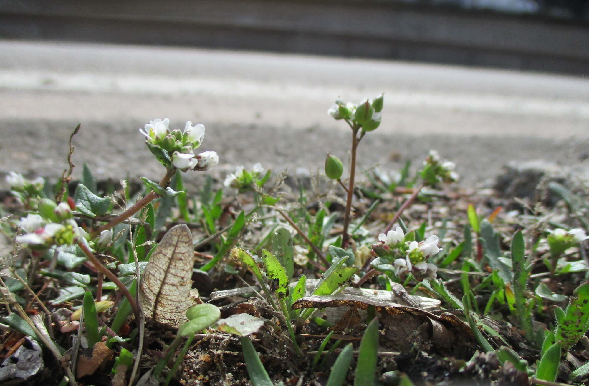 Image of early scurvygrass