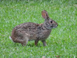 Image of Swamp Rabbit