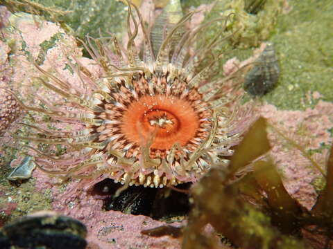 Image of Sand anemone