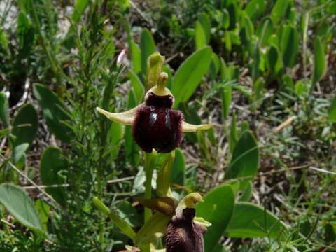 Image of Ophrys sphegodes subsp. atrata (Rchb. fil.) A. Bolòs