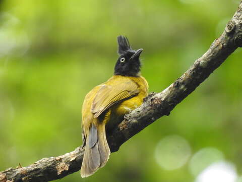 Image of Black-crested Bulbul