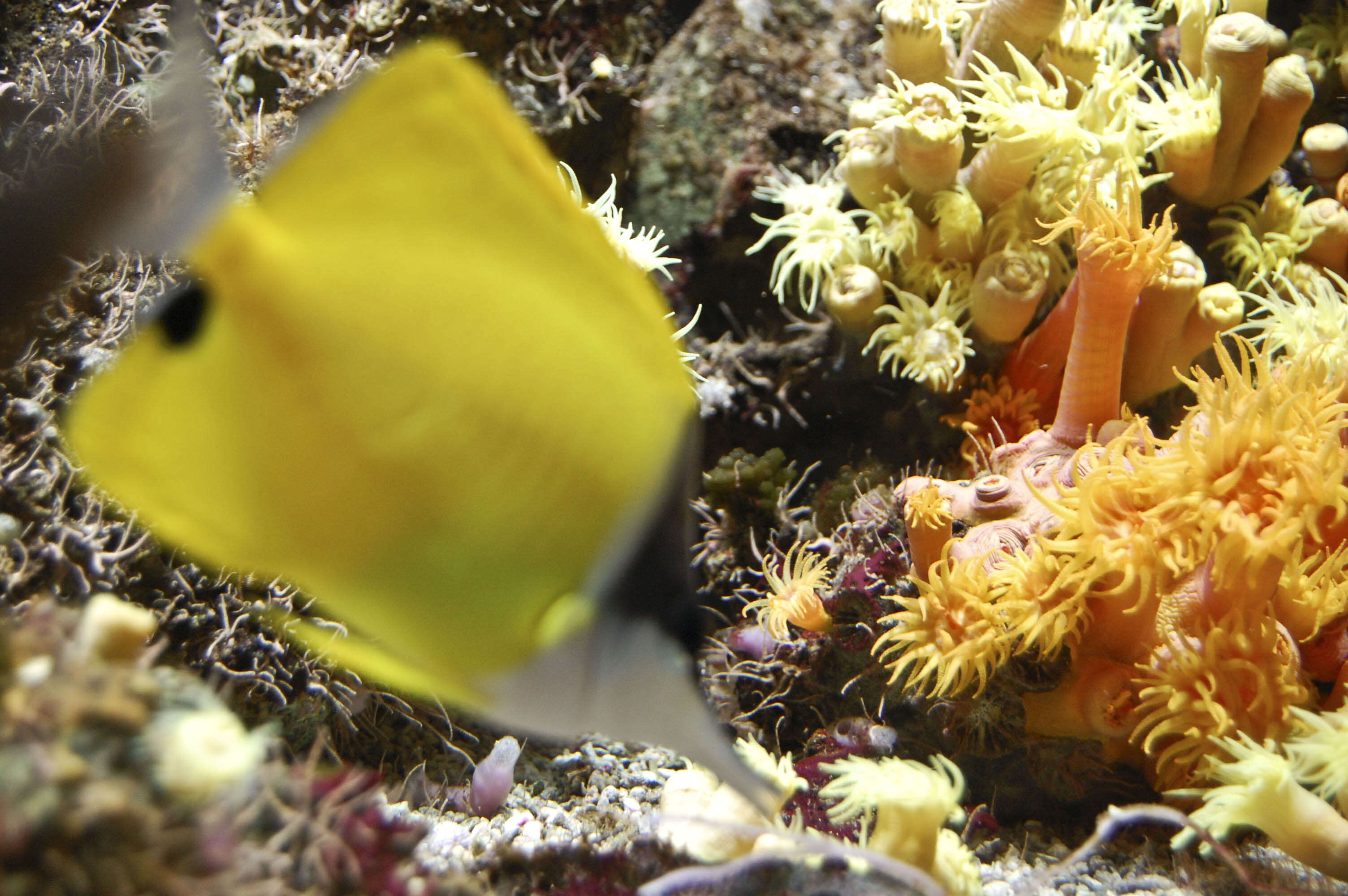 Image of Big long-nosed Butterflyfish