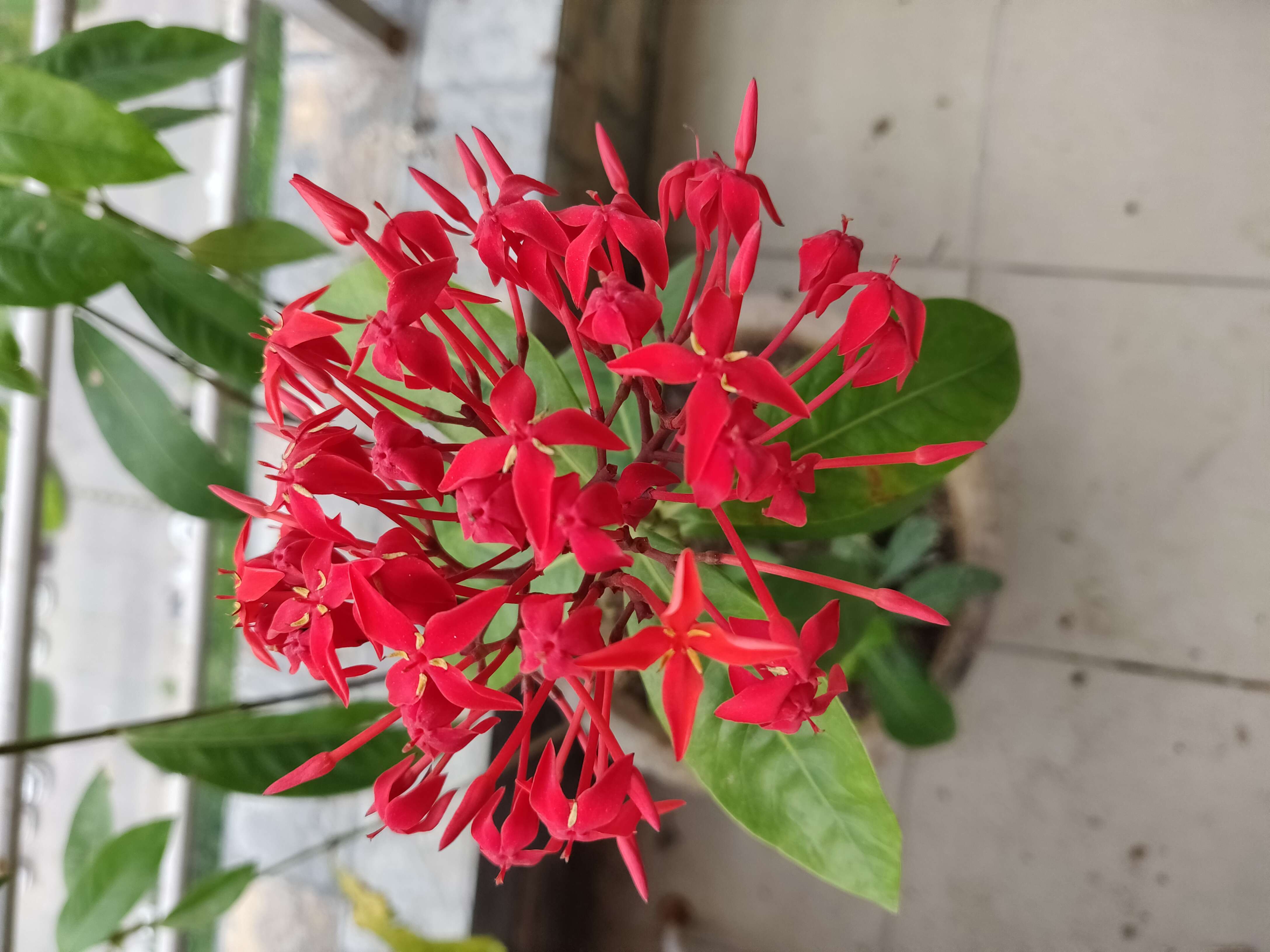 Image of Ixora chinensis Lam.