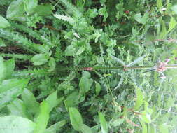 Image of Morina longifolia Wall.