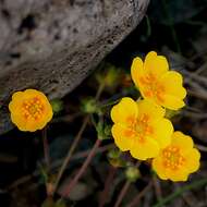 Image of Potentilla aurea L.