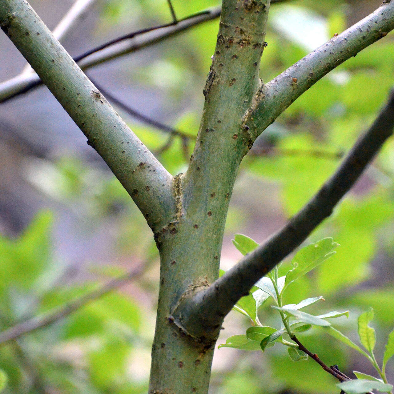 Image of goat willow