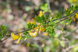 Image of Scorpion Senna