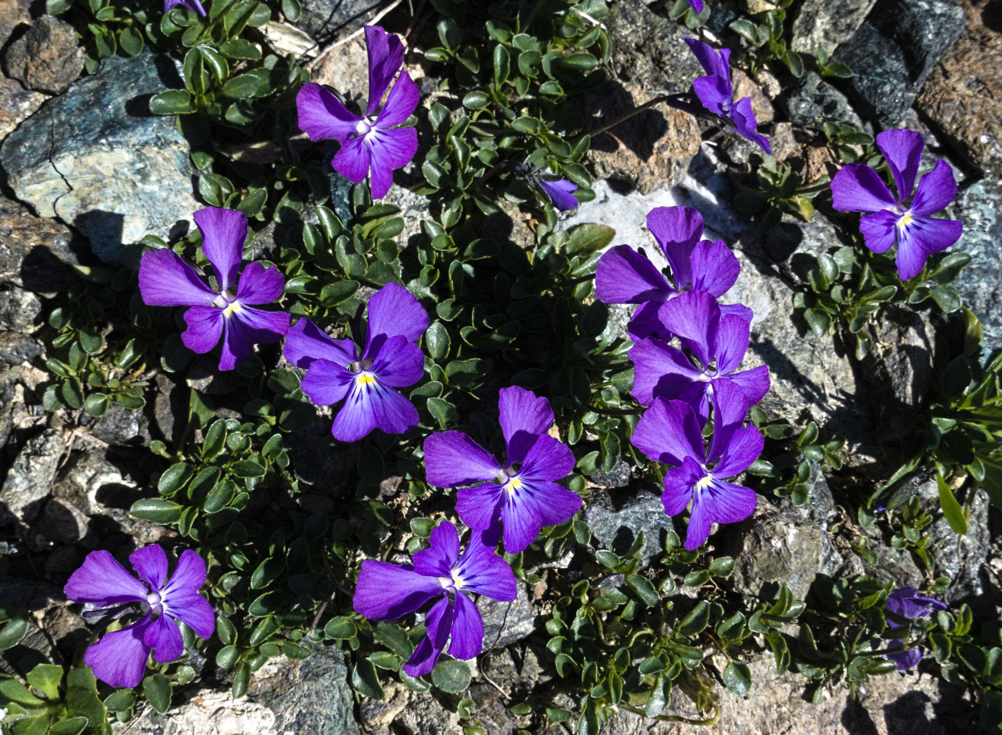 Слика од Viola calcarata L.