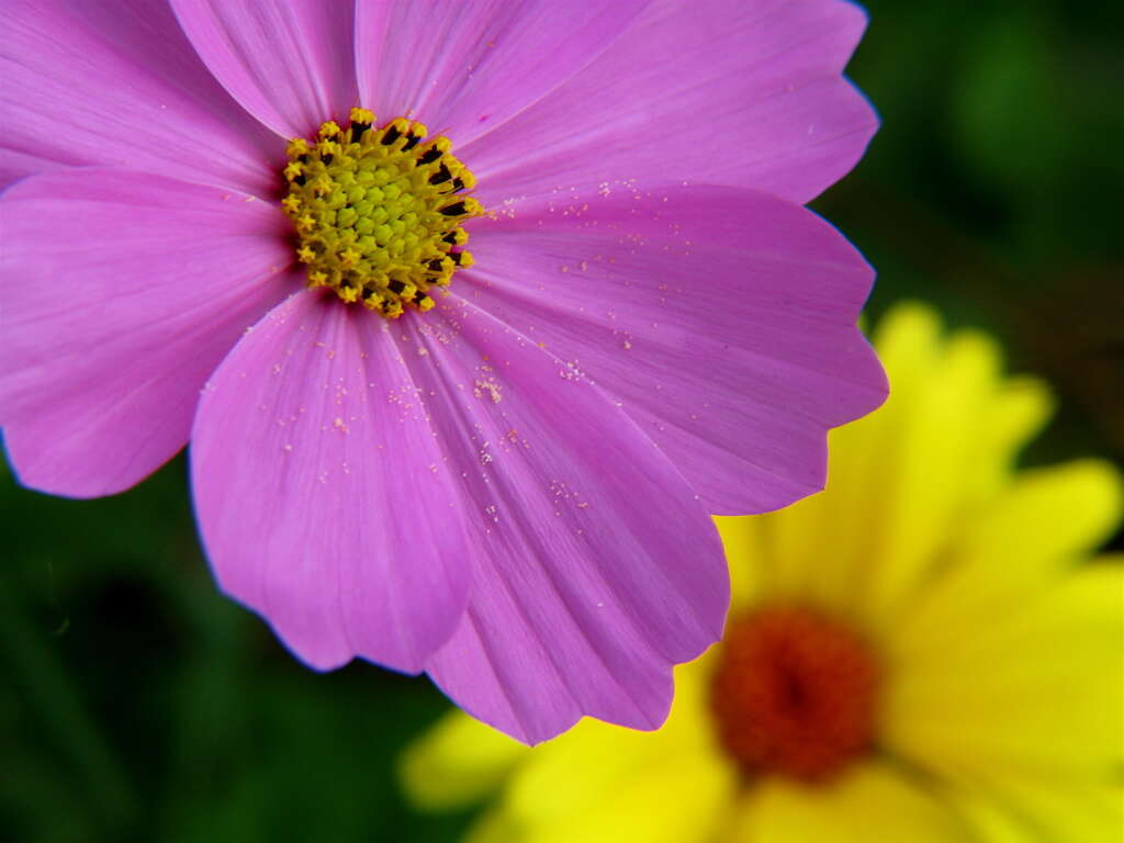 Image of garden cosmos