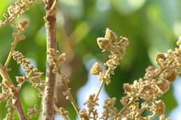 Image of Lepisanthes tetraphylla (Vahl) Radlk.