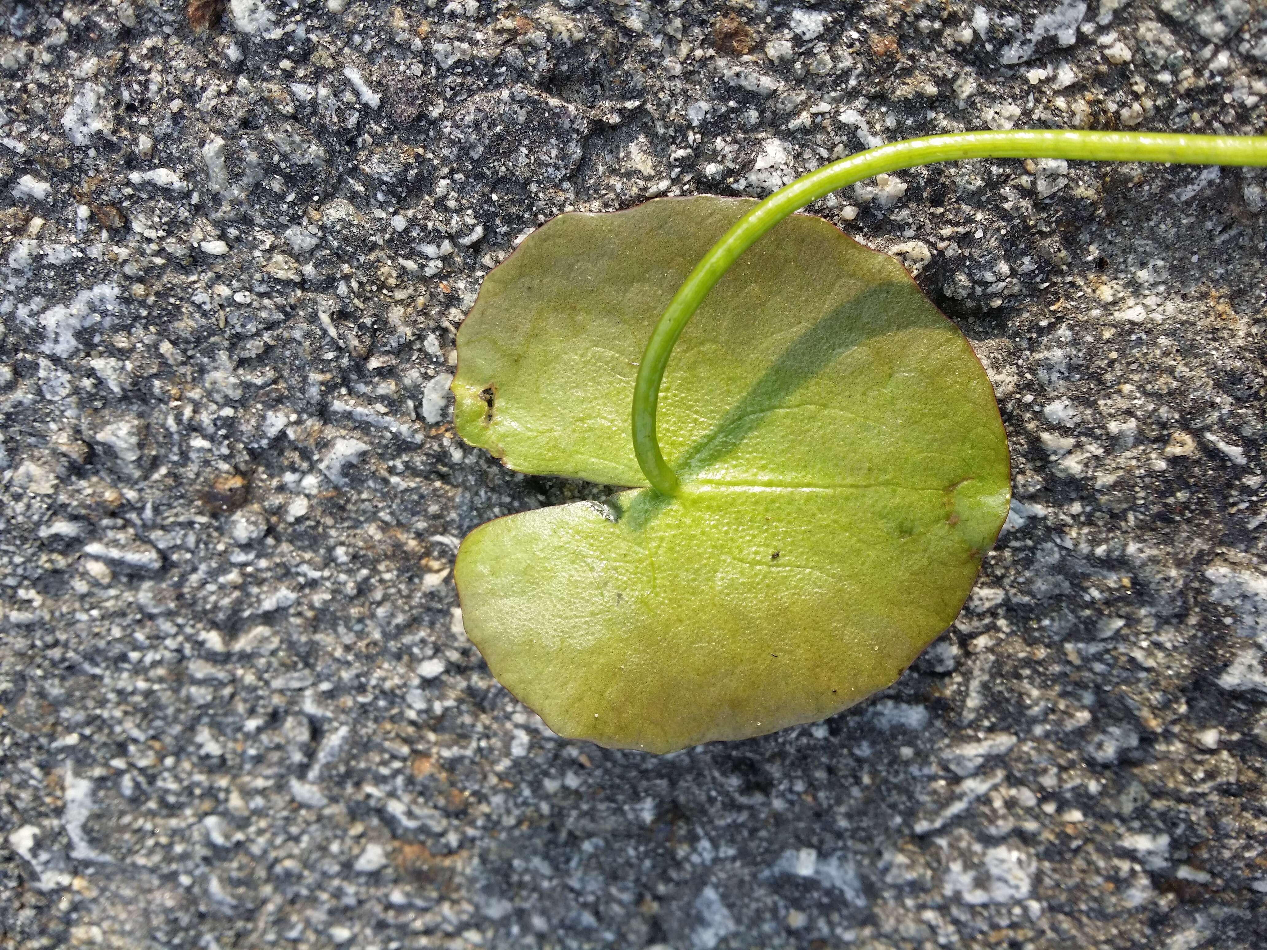 Image of yellow floatingheart