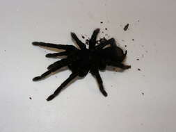 Image of Peruvian Steely Blue Tarantula