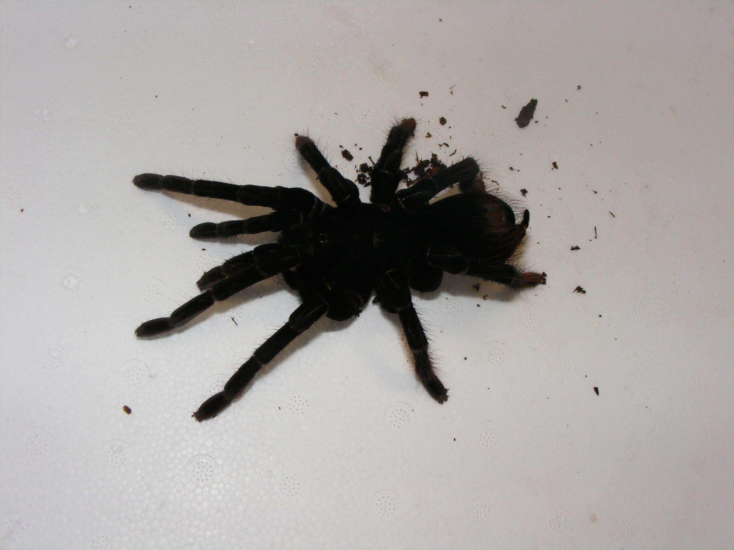 Image of Peruvian Steely Blue Tarantula