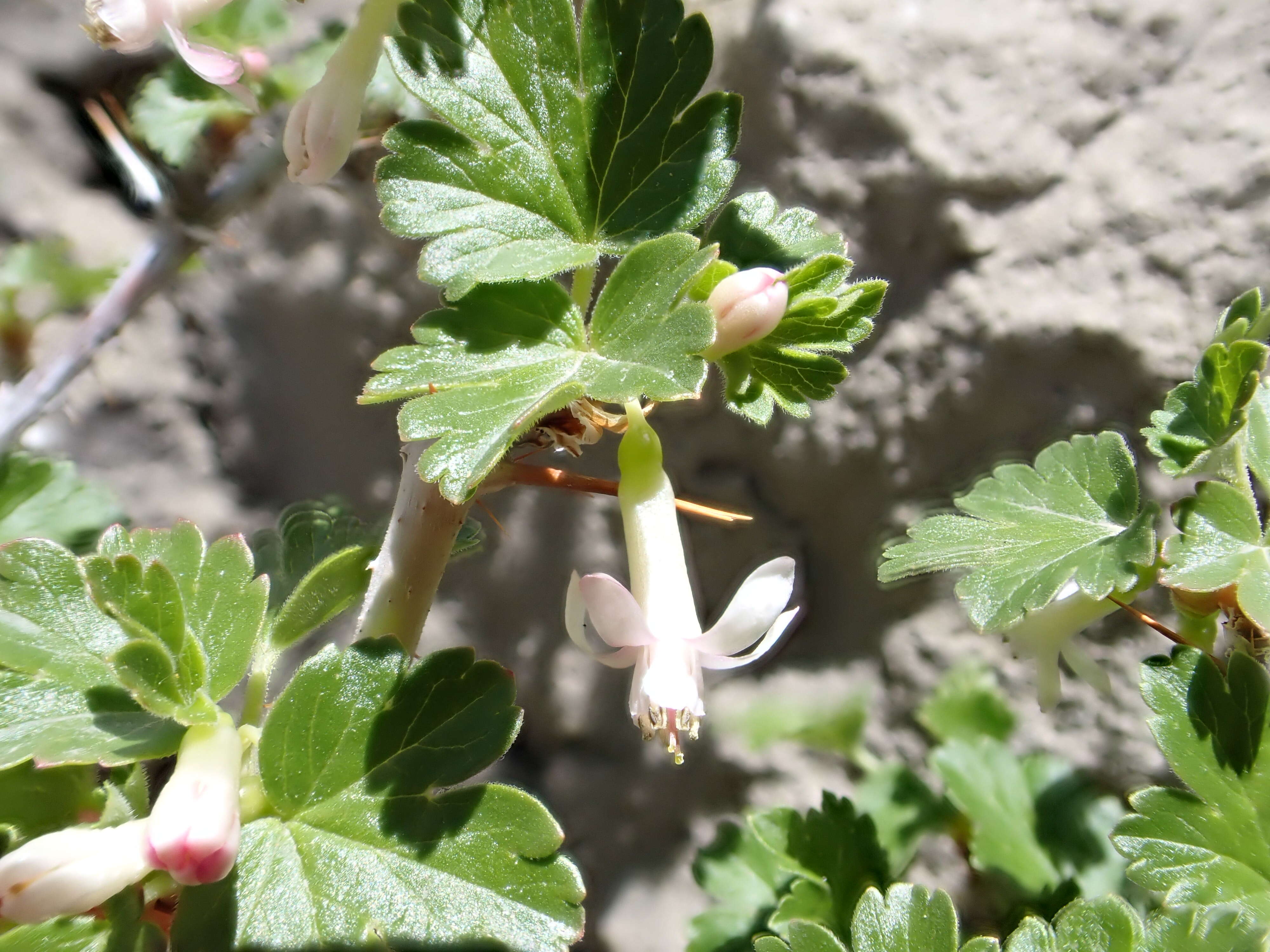 Image of prickly currant