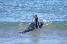 Image of Northern Elephant Seal