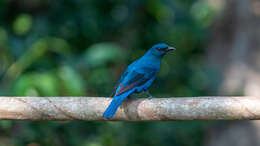 Image of fairy-bluebirds