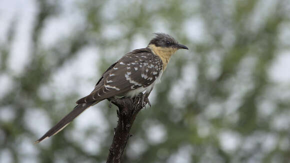 Imagem de Clamator glandarius (Linnaeus 1758)