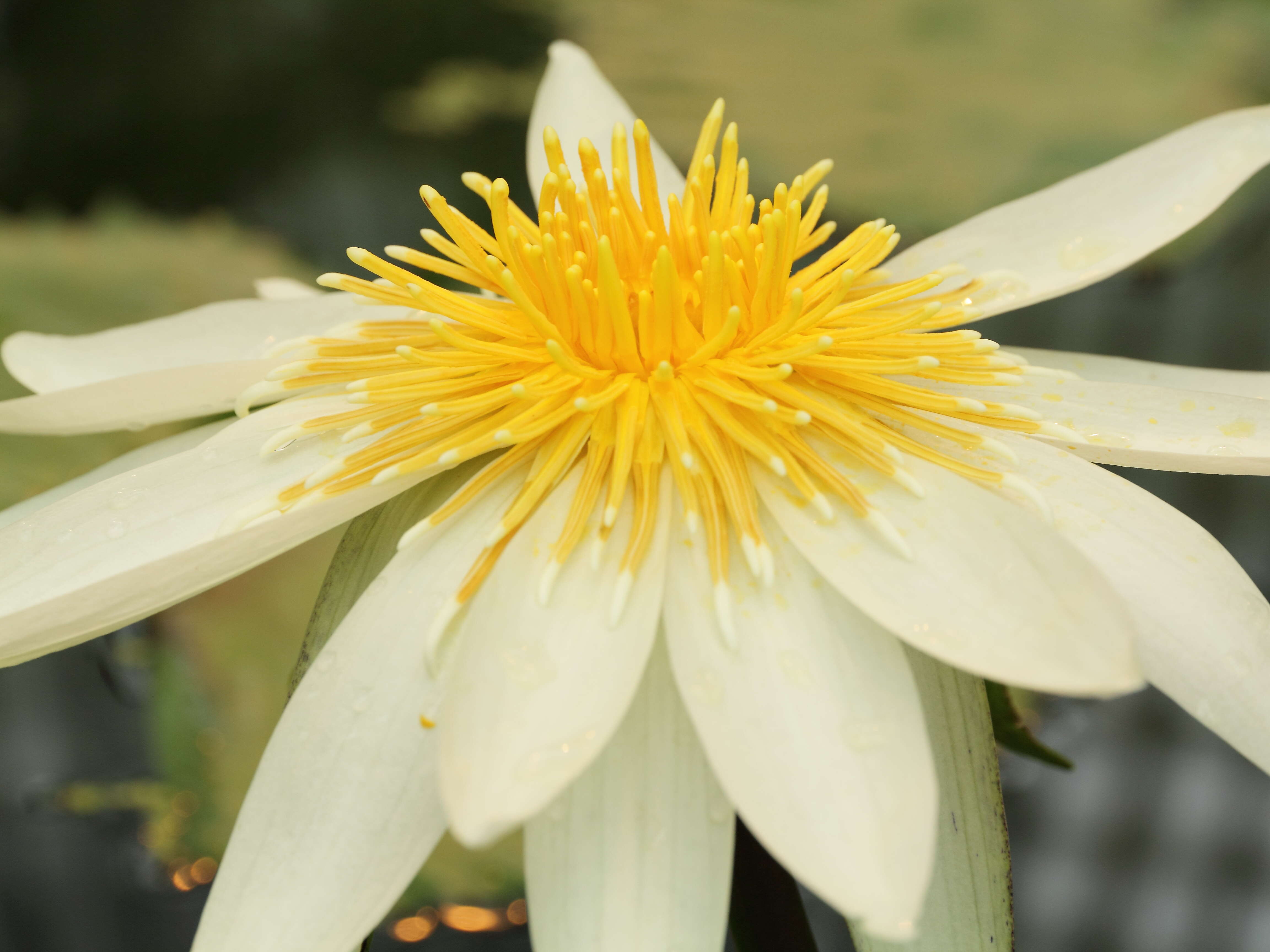 Image of Dotleaf waterlily