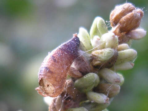 Image of Parasitoid wasp