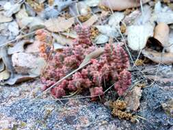 Image of Sedum brevifolium DC.