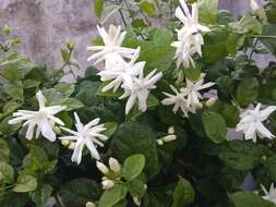 Image de Jasminum multiflorum (Burm. fil.) Andrews