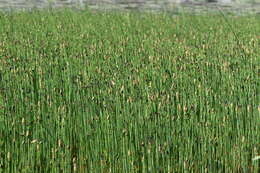 Image of Water Horsetail