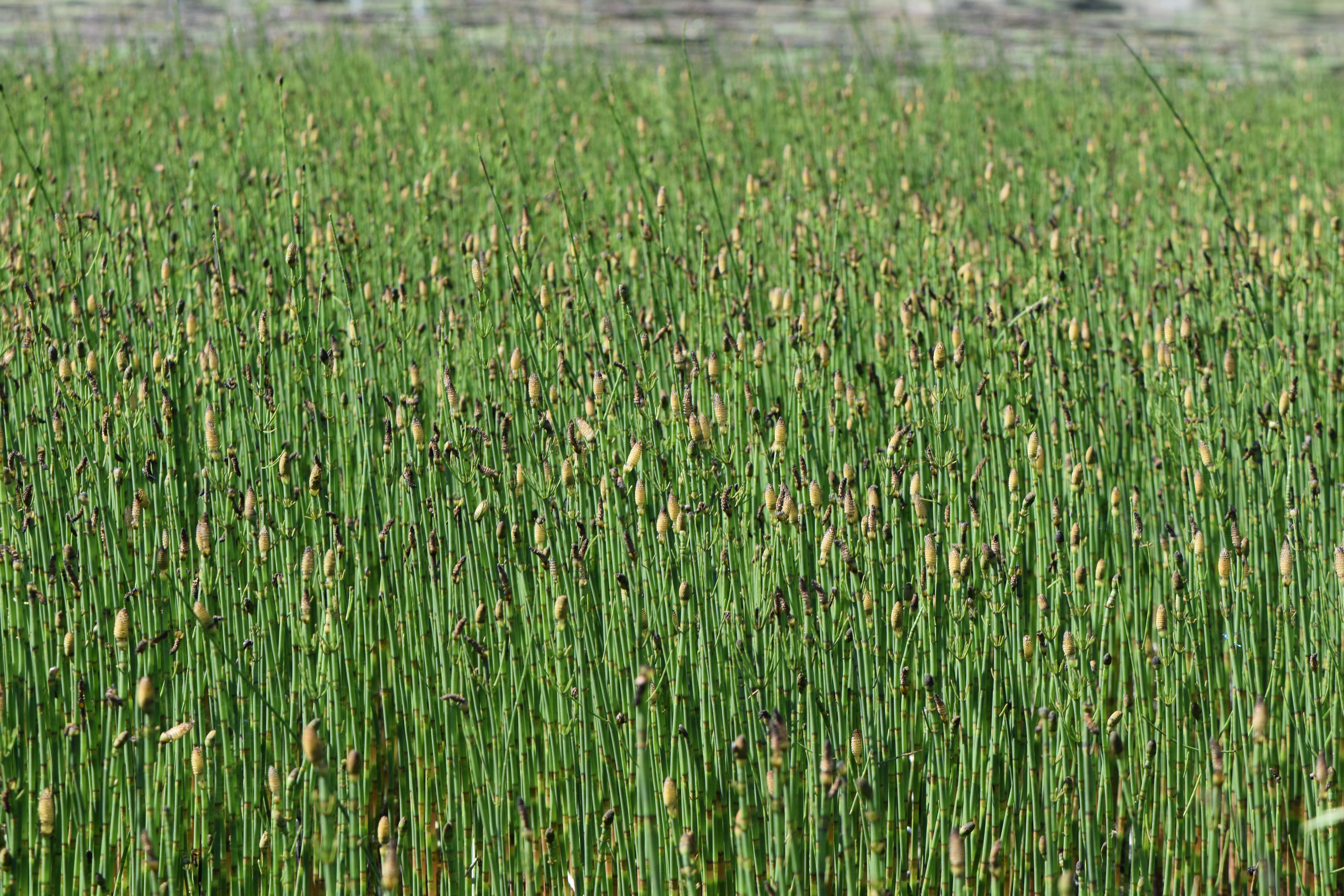 Image of Water Horsetail