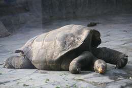 Image of Pinzon giant tortoise