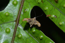 Image of Asterivora colpota Meyrick 1911