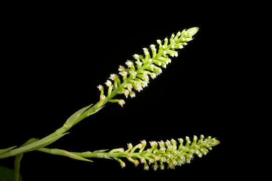 Image of White Featherduster Orchid