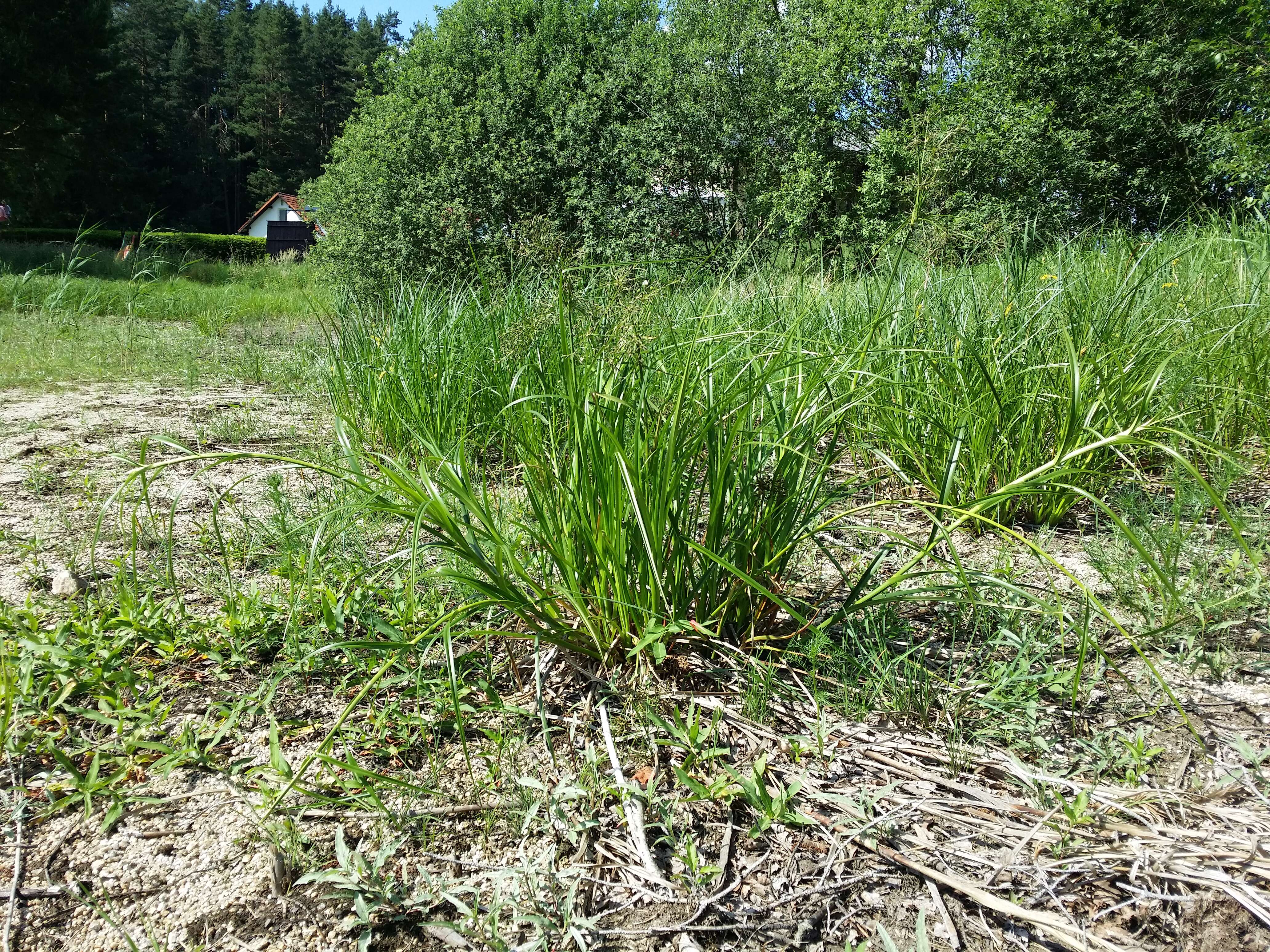 Image of Scirpus radicans Schkuhr