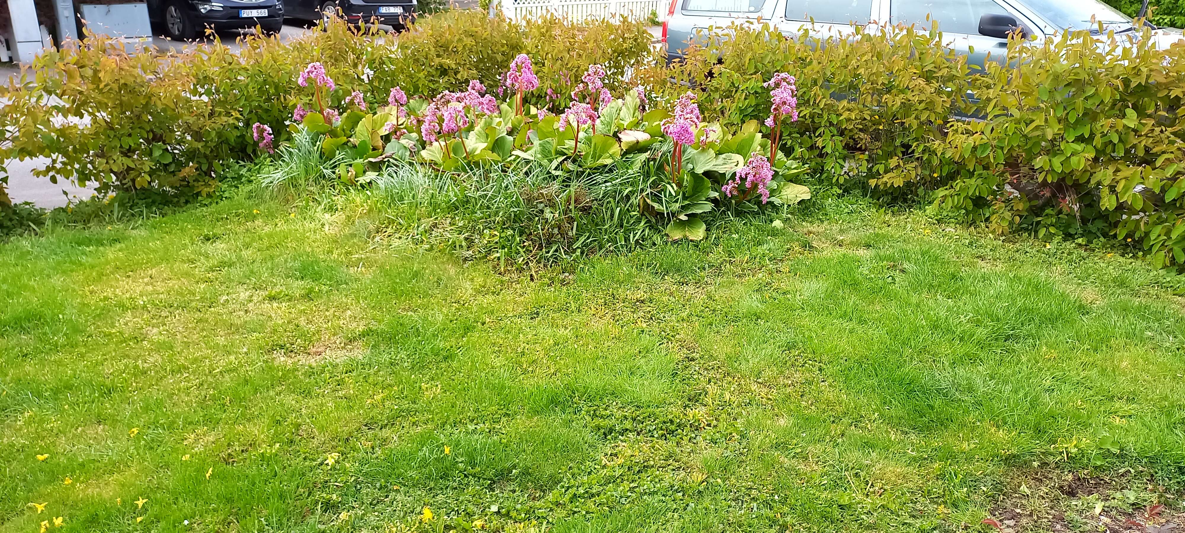 Image of Bergenia purpurascens (Hook. fil. & Thoms.) Engl.