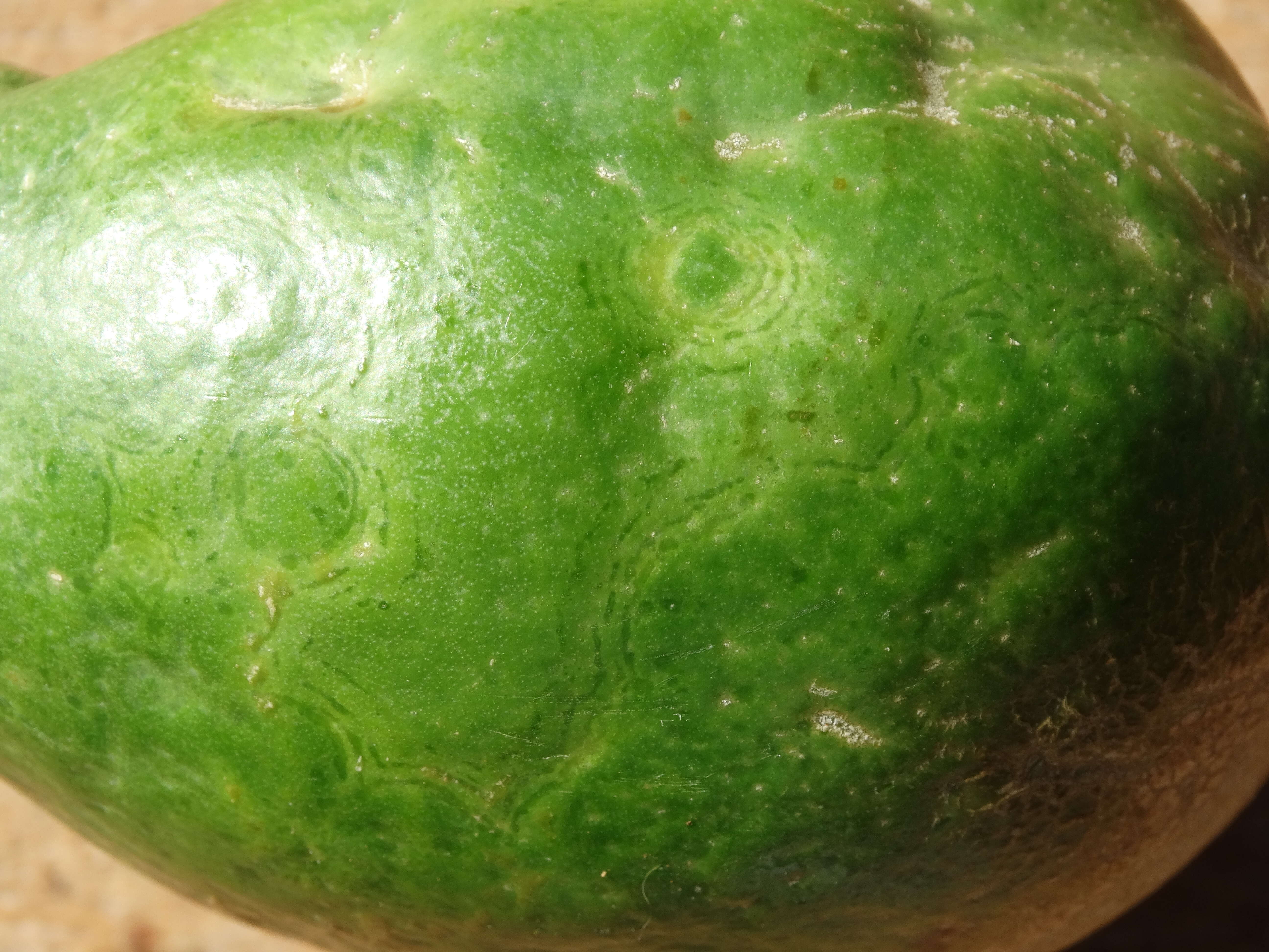 Image of Papaya ringspot virus