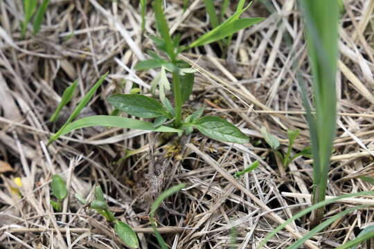 Image of marsh valerian