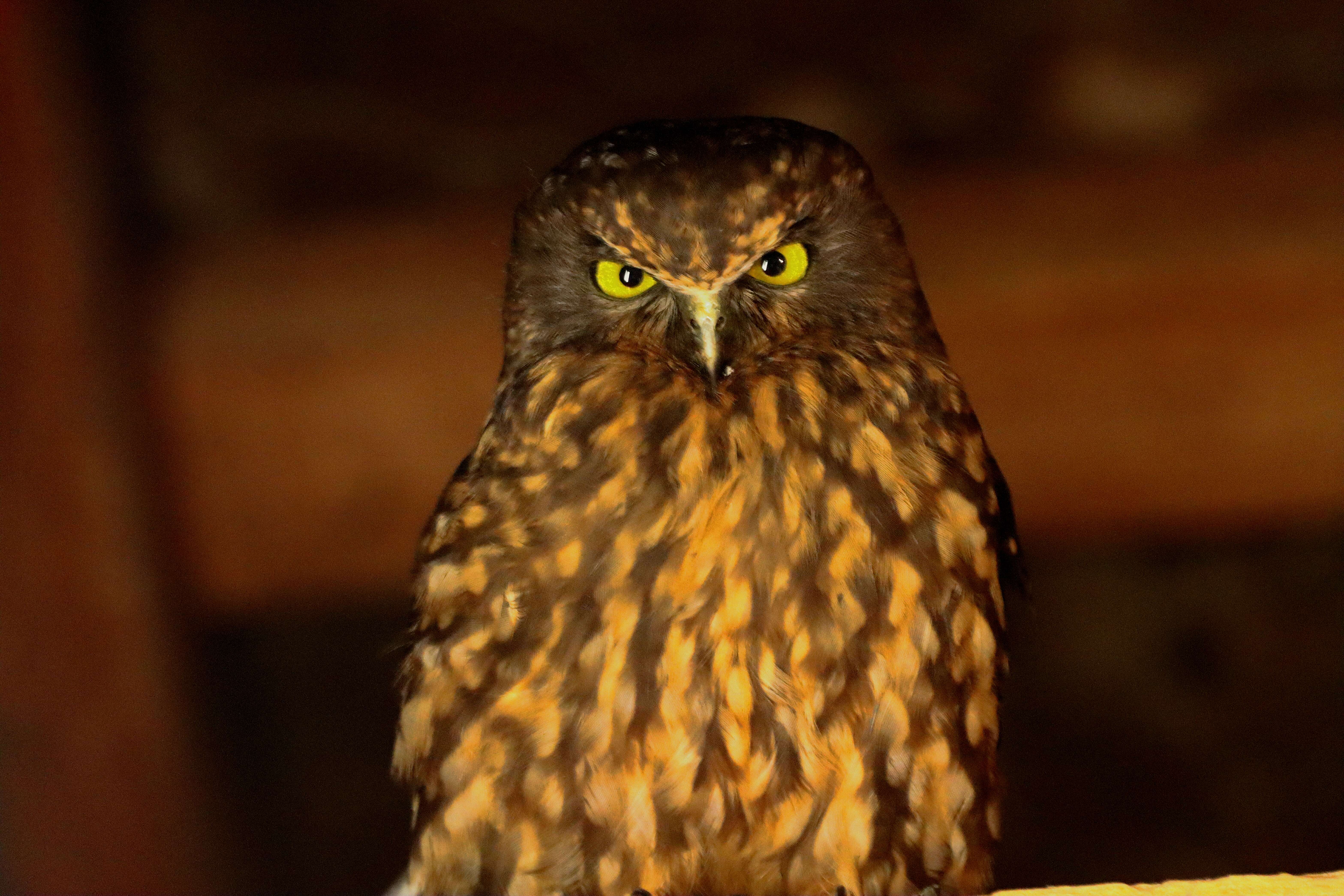 Image of Morepork