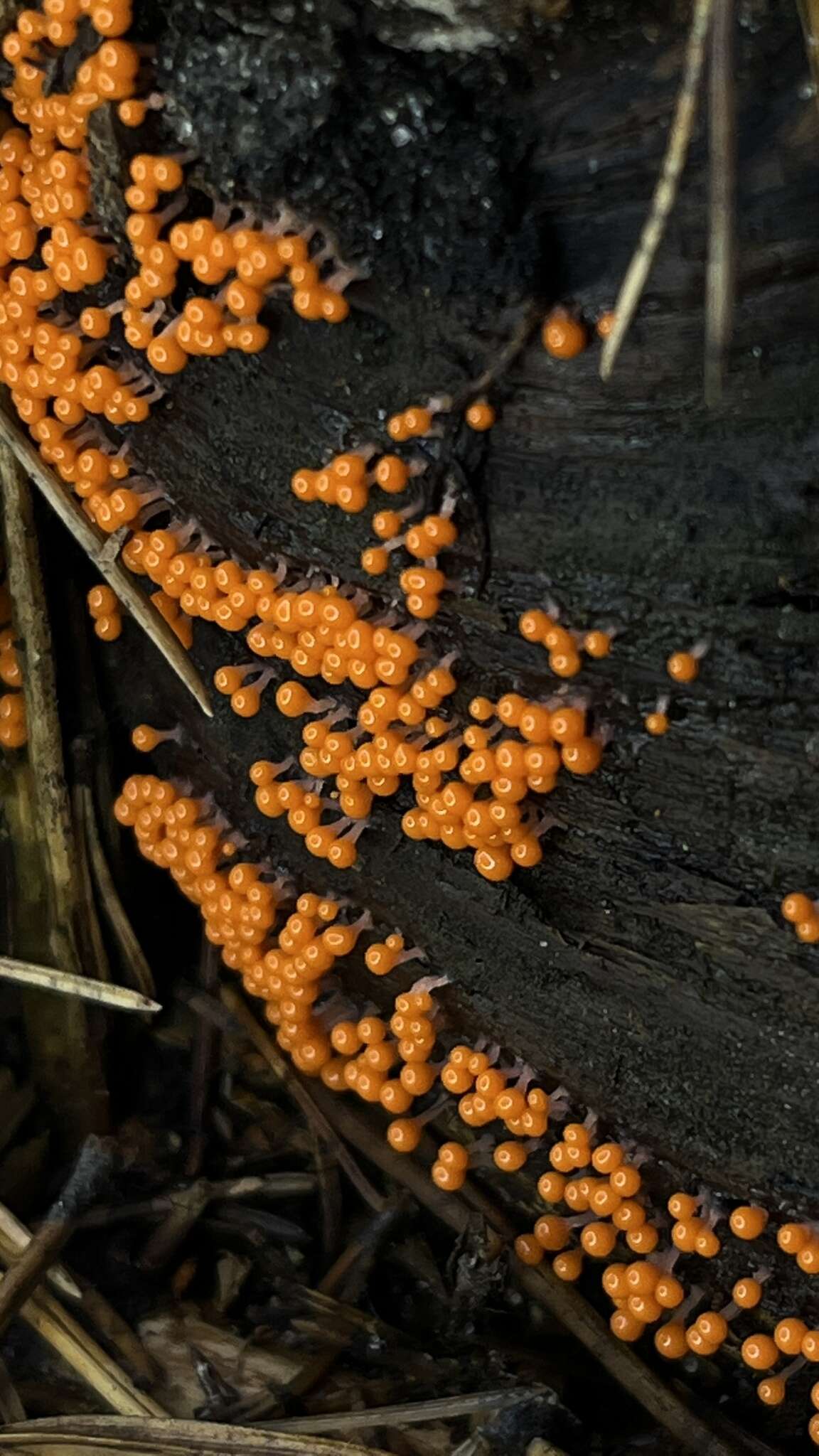 Image of Trichia decipiens