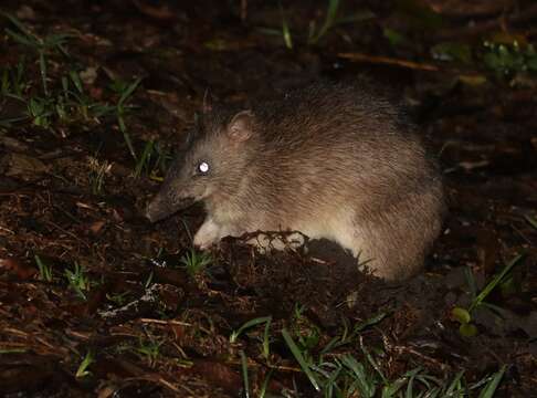 Imagem de Isoodon macrourus (Gould 1842)