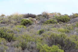 Image of Hewitt's Red Rock Hare