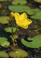 Image of yellow floatingheart